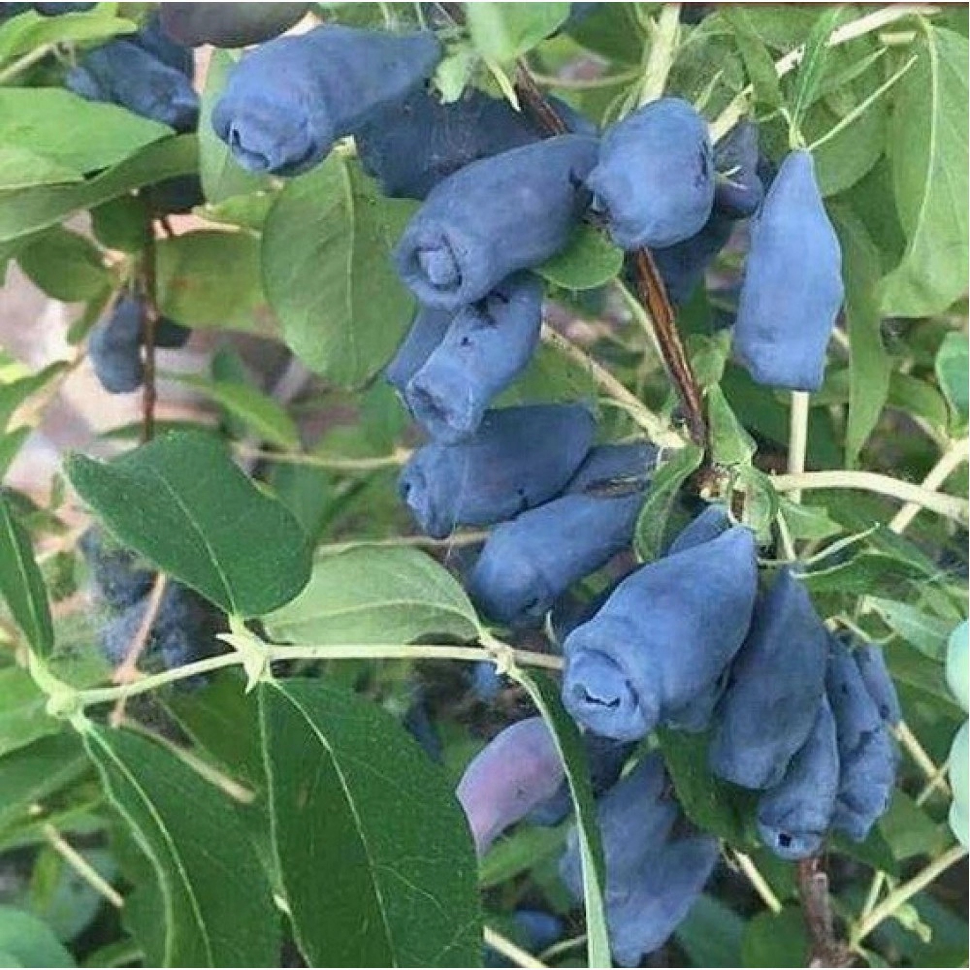 Превью изображения