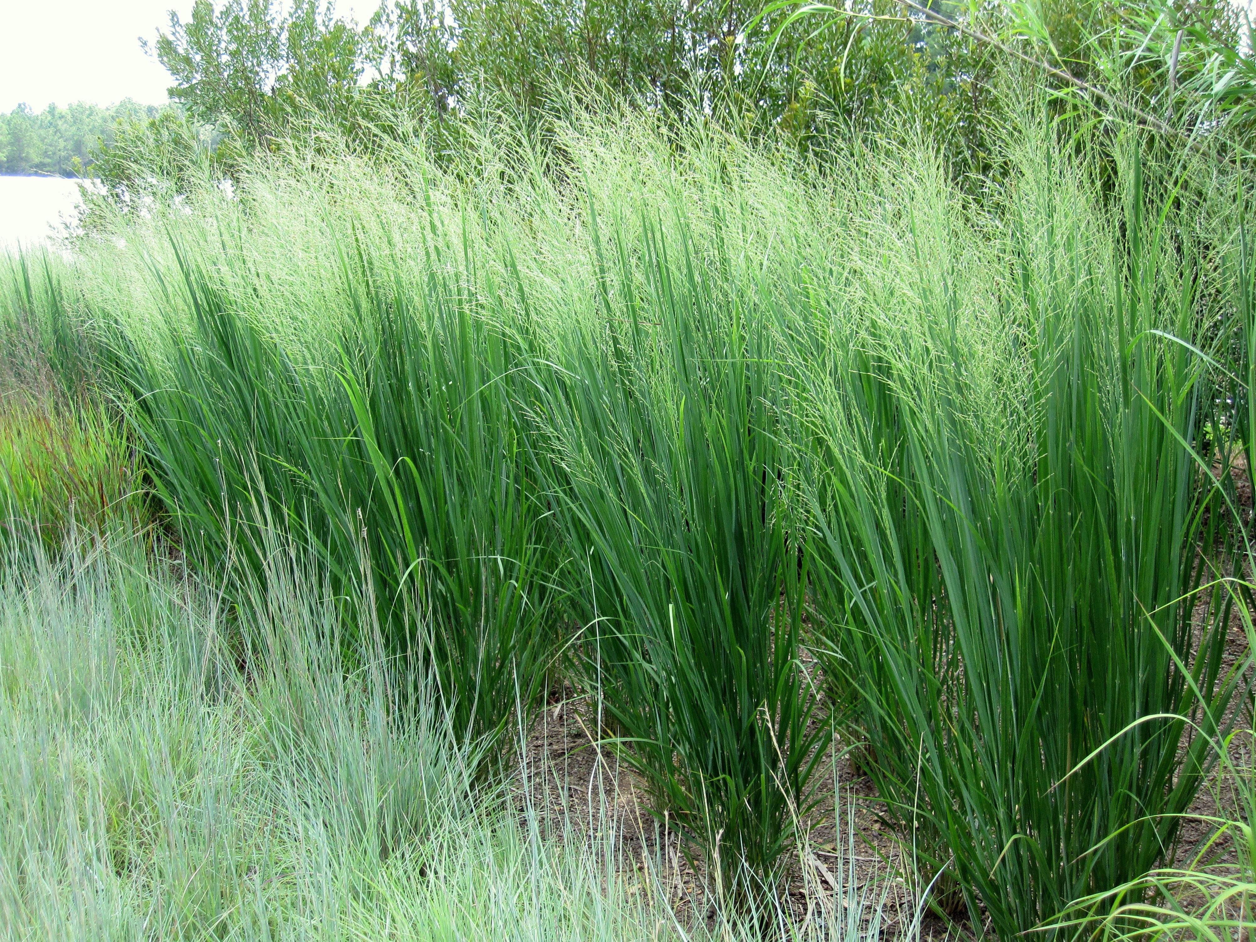 Превью изображения