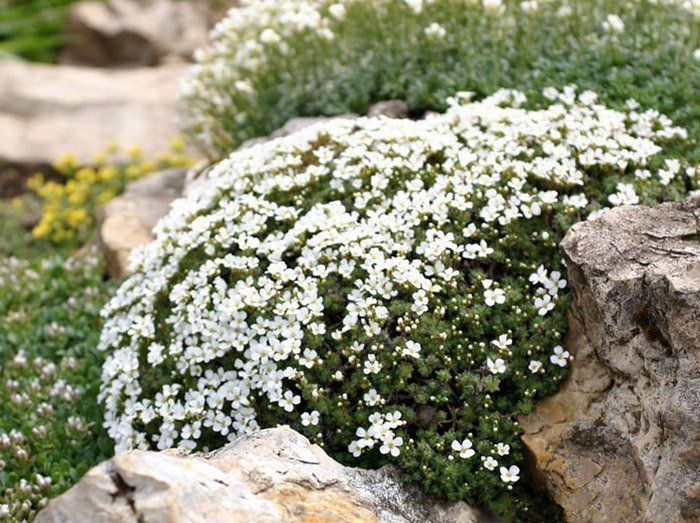 Превью изображения