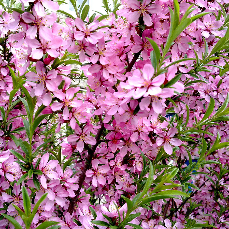 Превью изображения