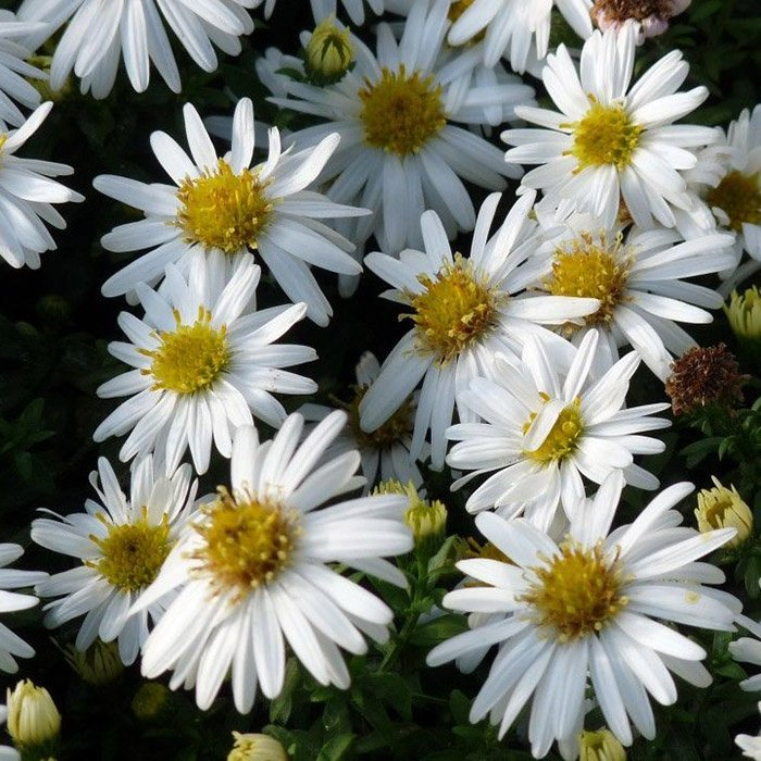 Превью изображения