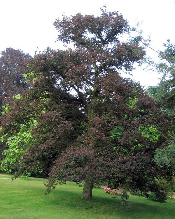 Превью изображения