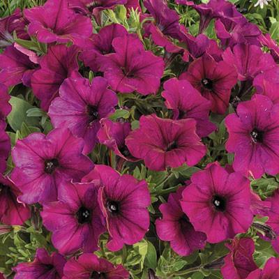 Превью изображения