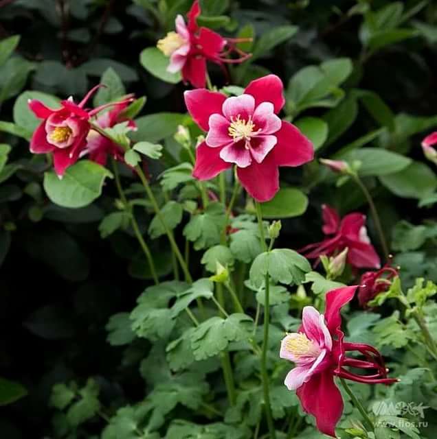 Превью изображения