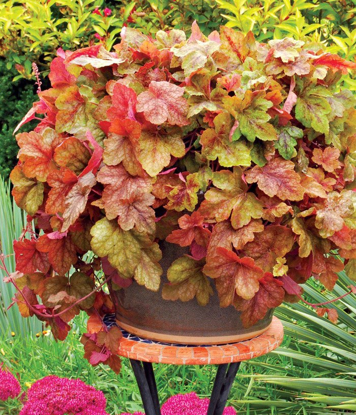 Превью изображения