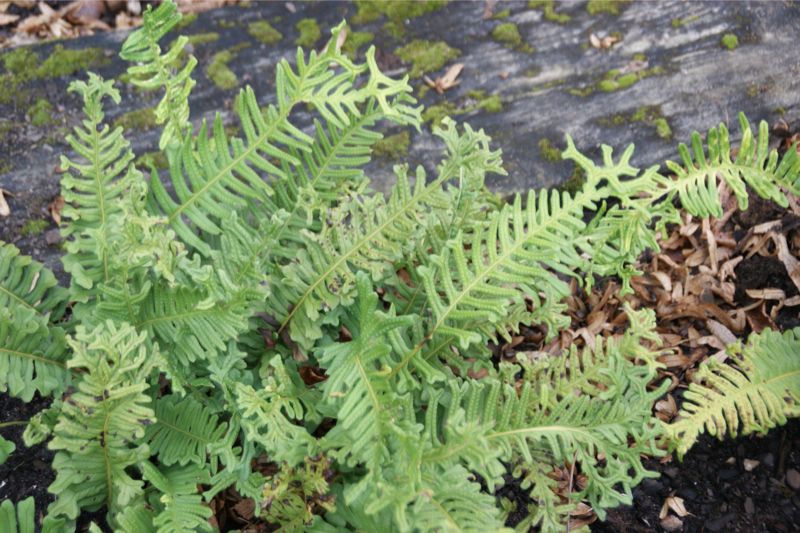 Превью изображения