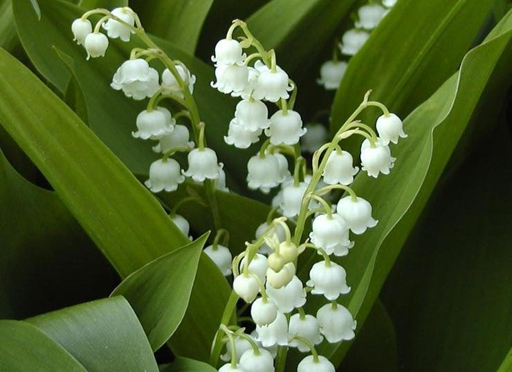 Превью изображения