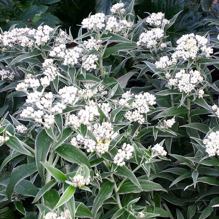 Превью изображения