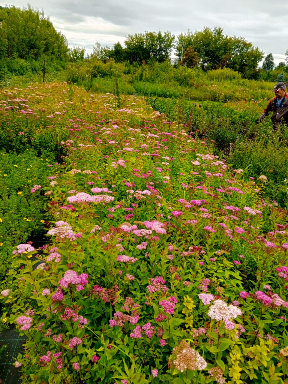 Превью изображения