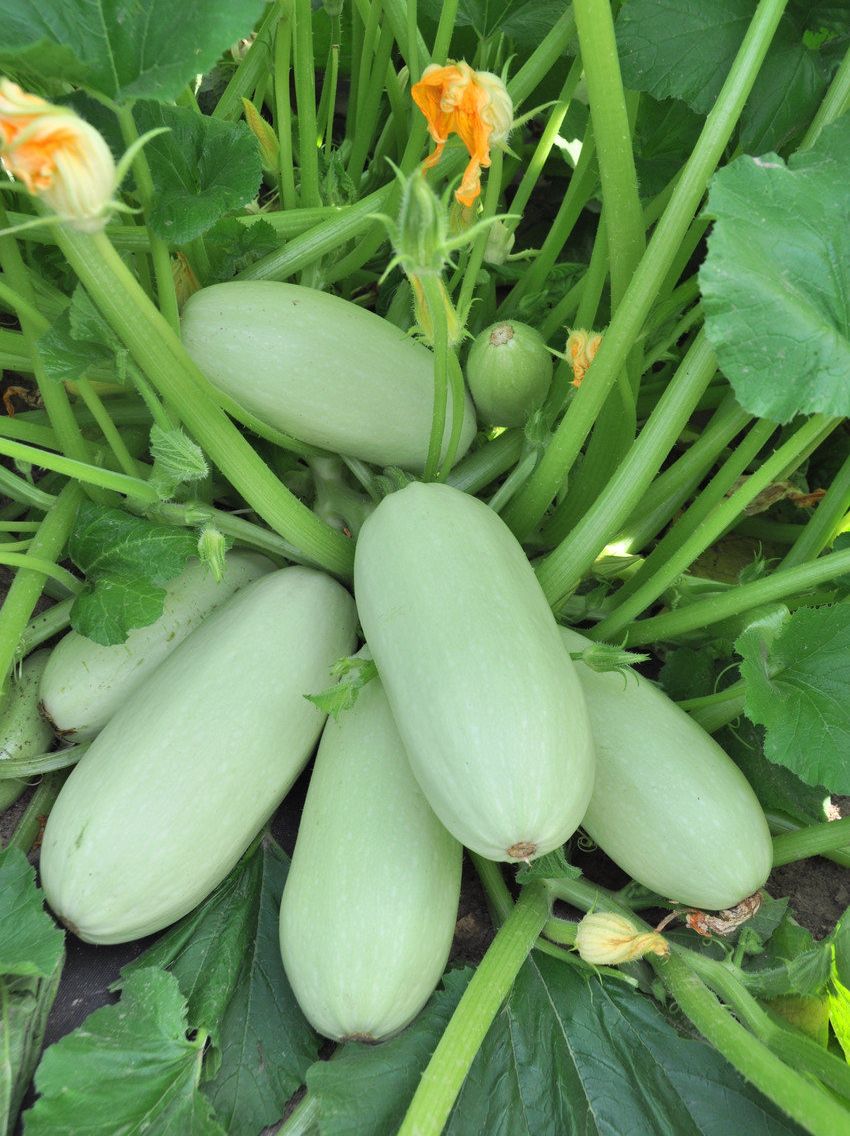 Превью изображения