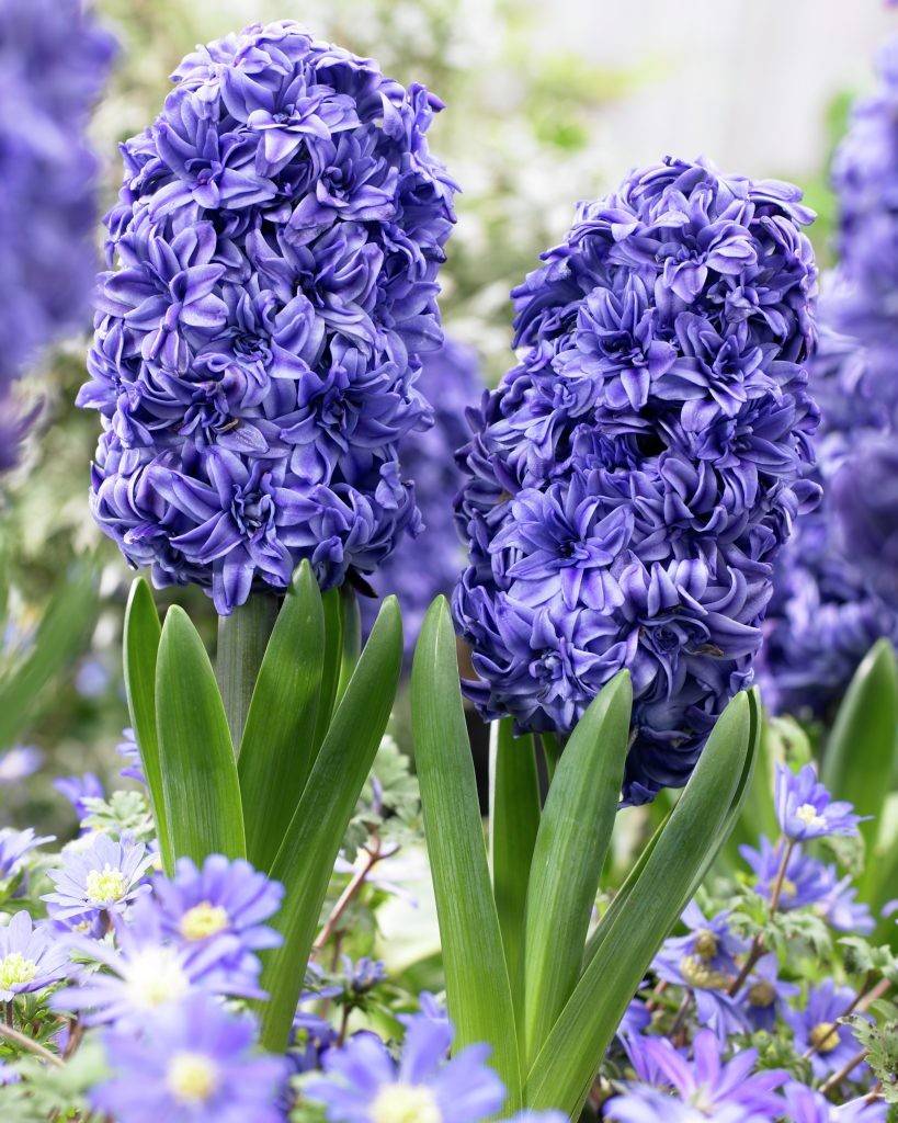 Превью изображения