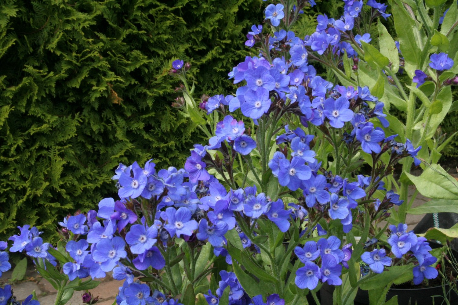 Превью изображения