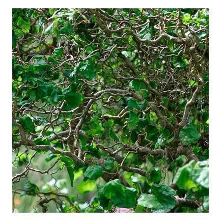 Превью изображения