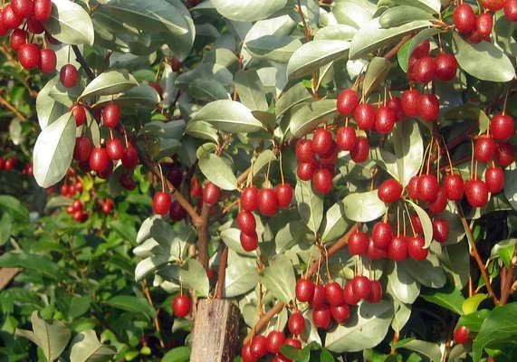 Превью изображения