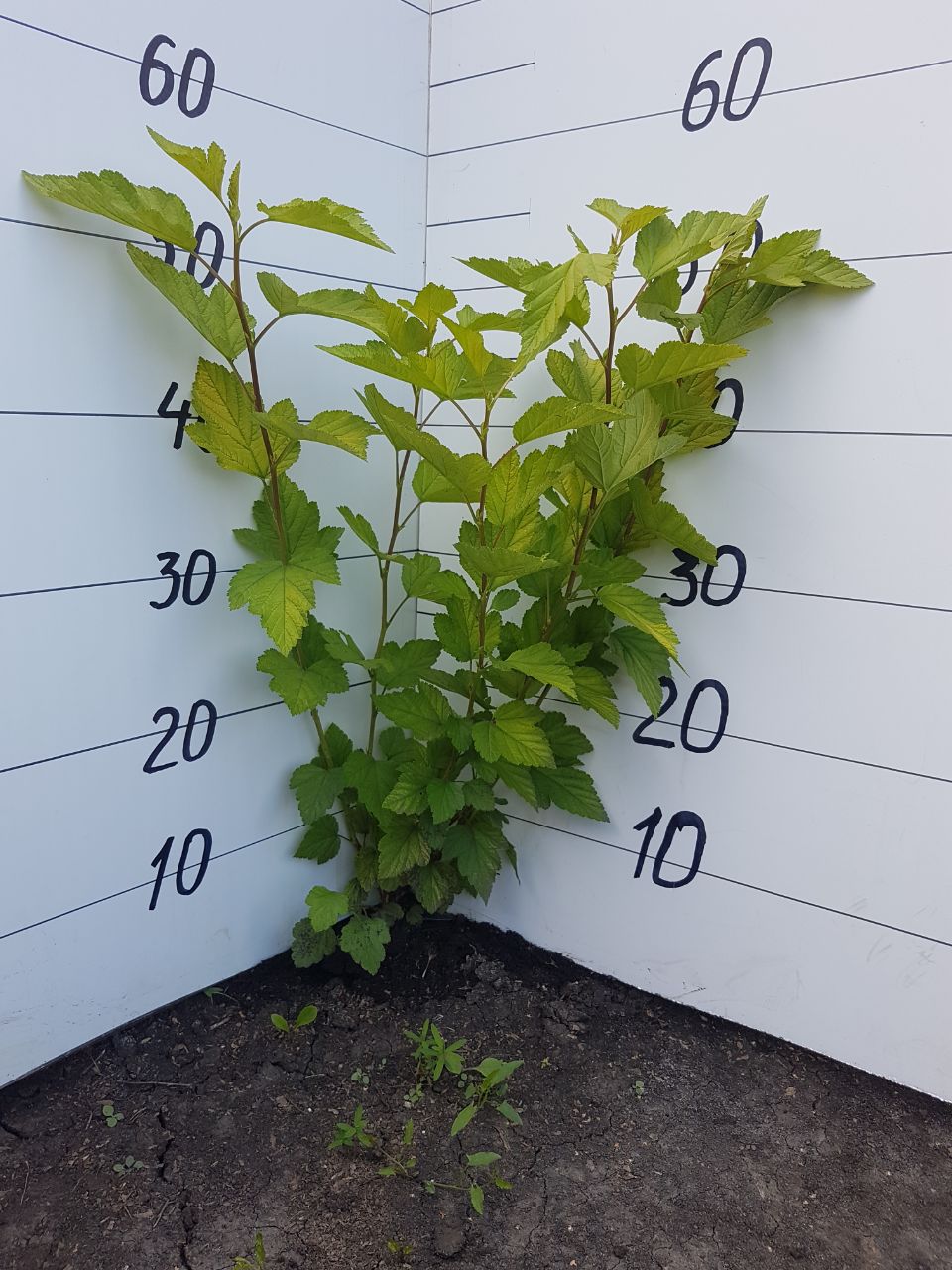 Превью изображения