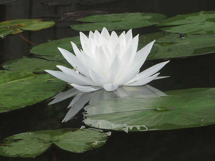 Превью изображения