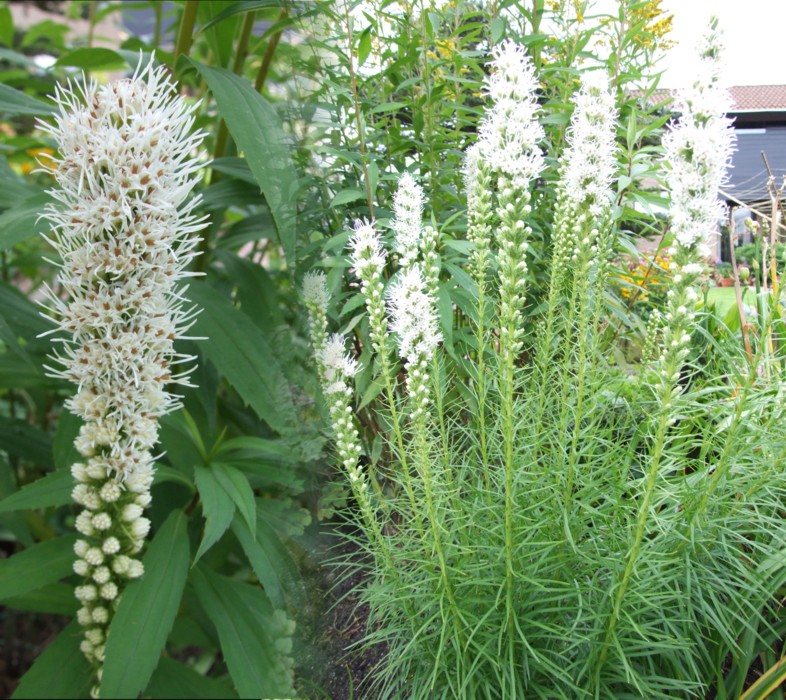 Превью изображения