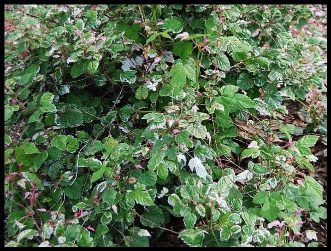 Превью изображения