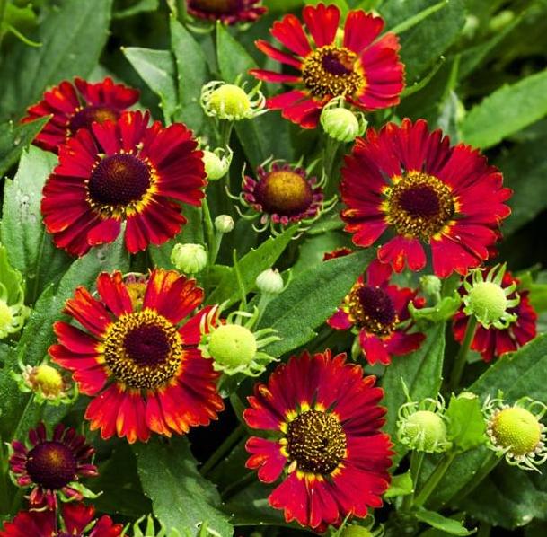 Превью изображения