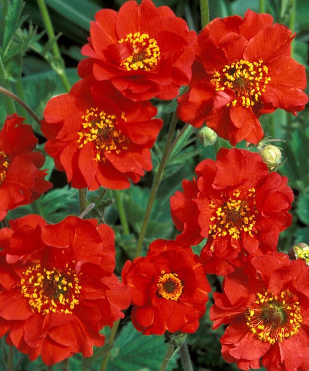 Превью изображения