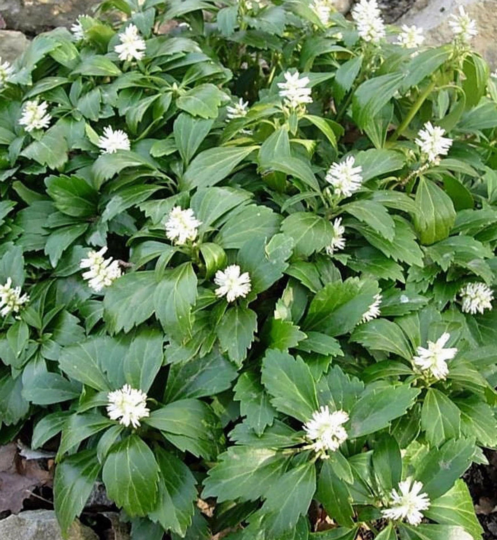 Превью изображения