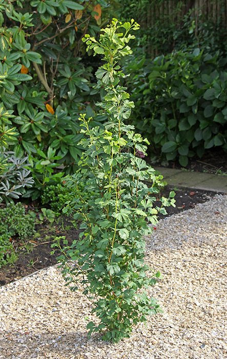 Превью изображения