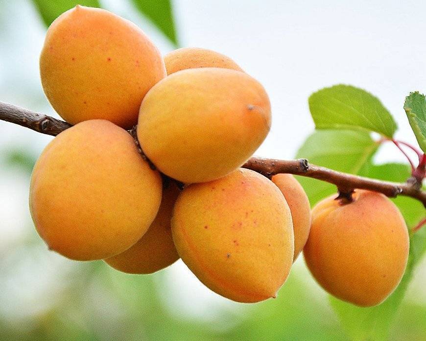 Превью изображения