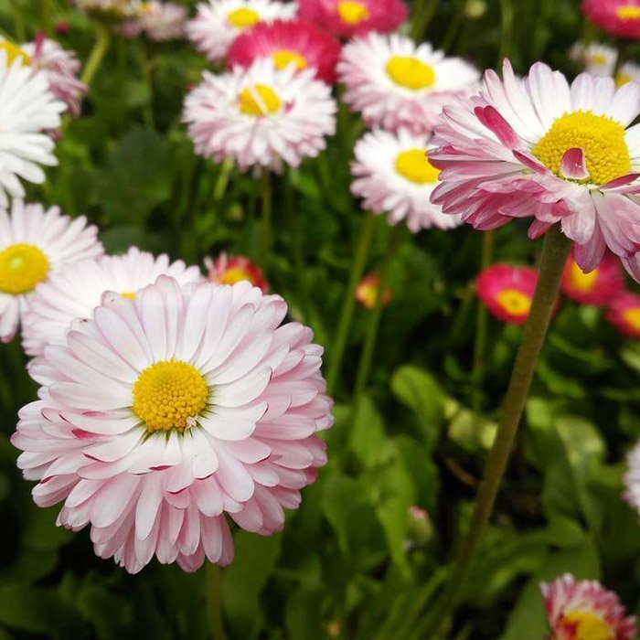 Превью изображения