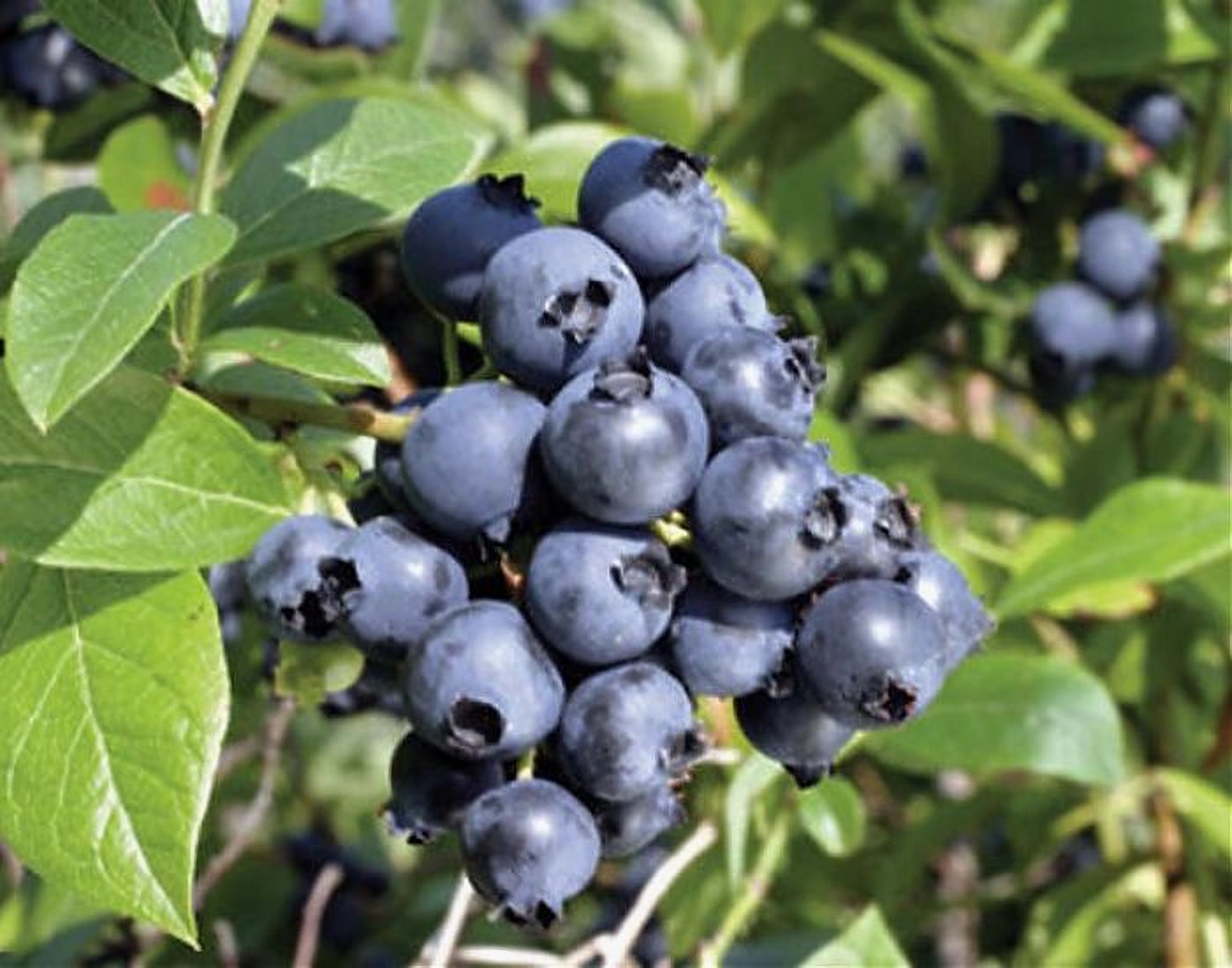 Превью изображения