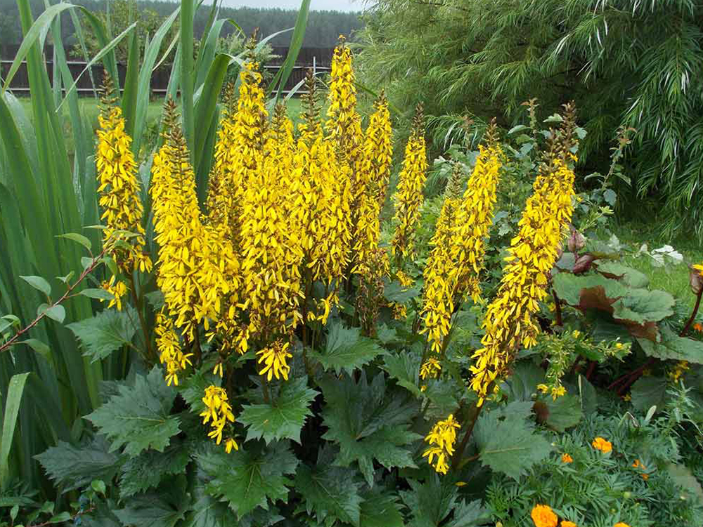 Превью изображения