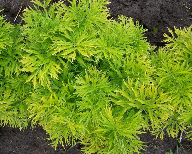 Превью изображения