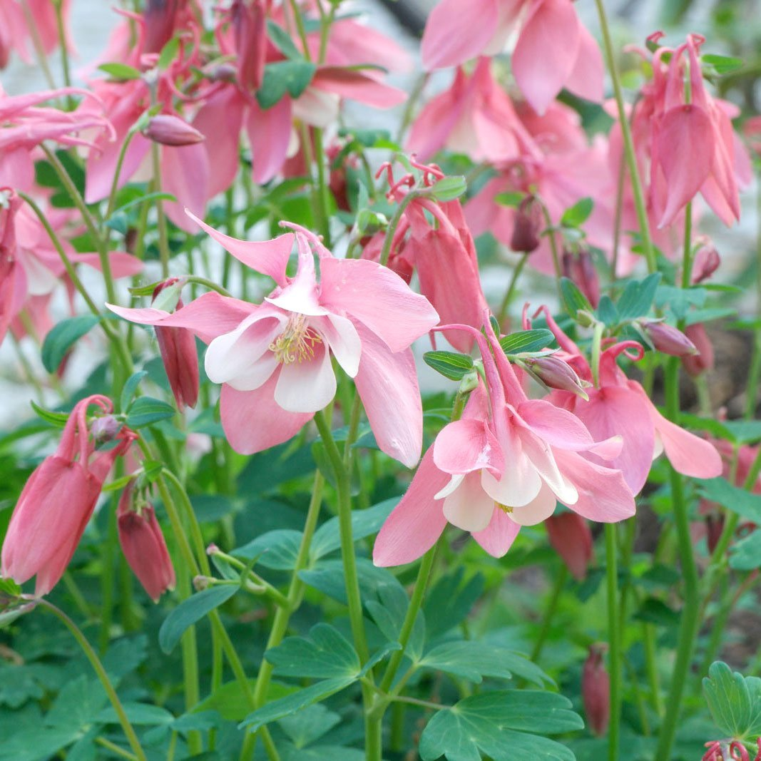 Превью изображения