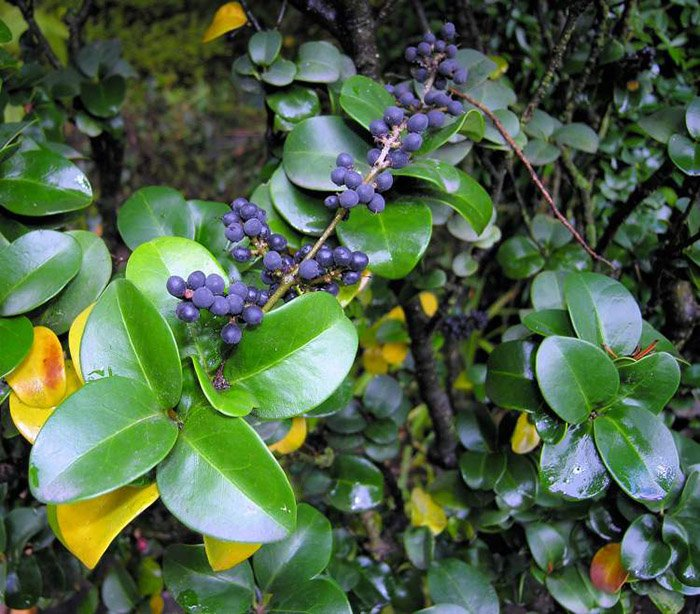 Превью изображения