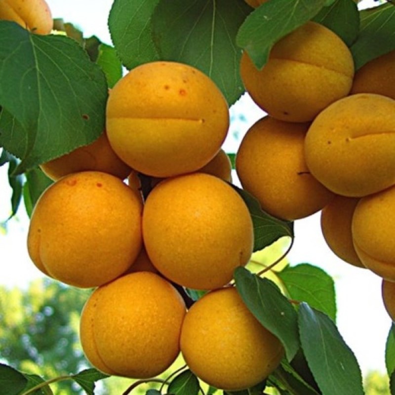 Превью изображения