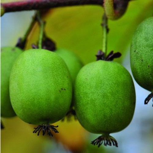 Превью изображения