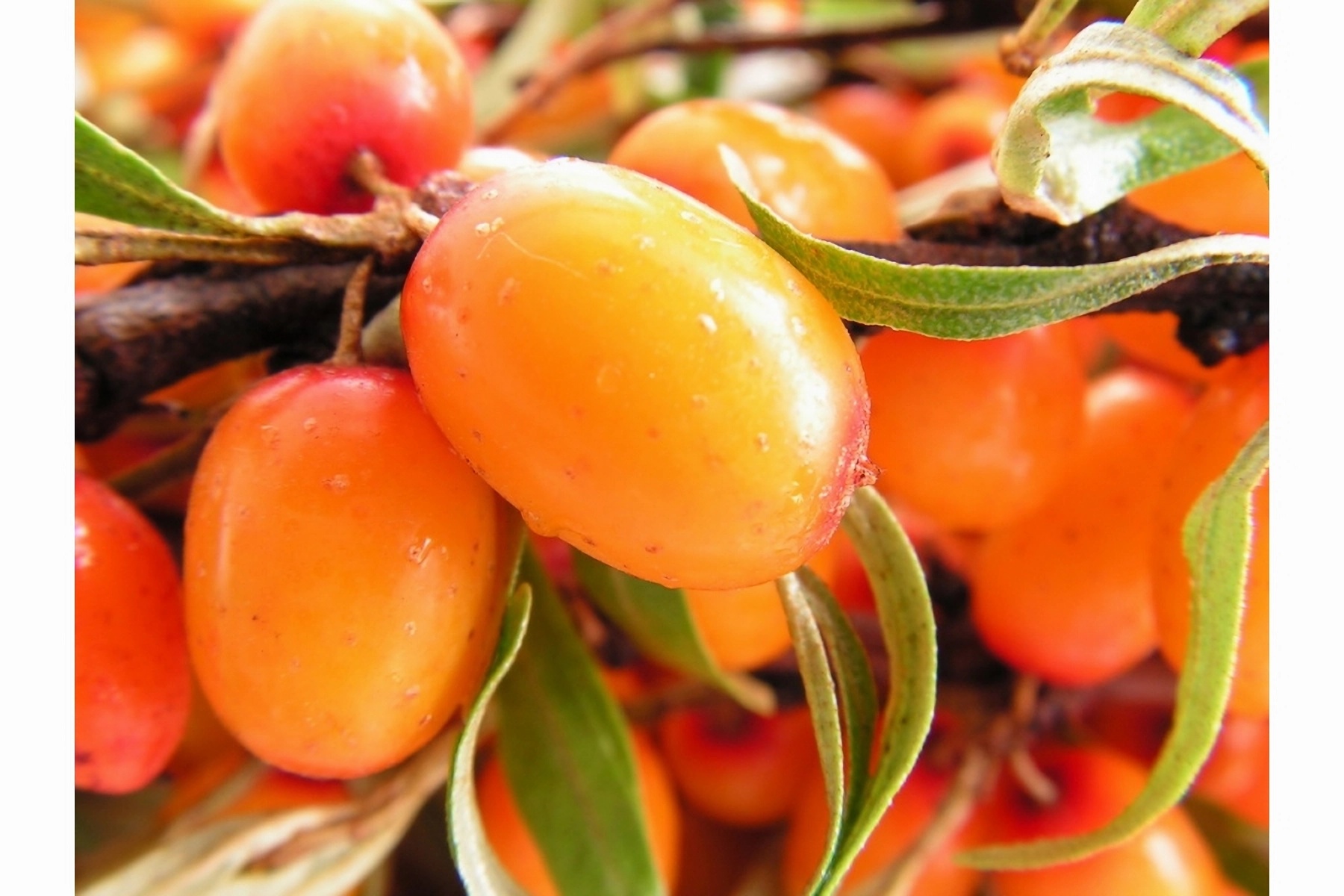 Превью изображения