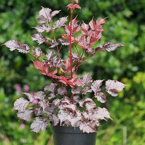 Превью изображения