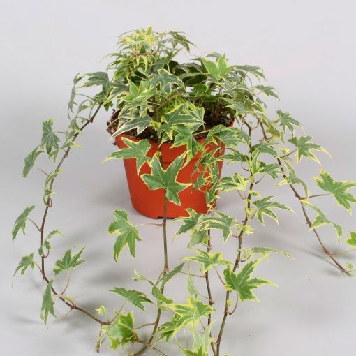 Превью изображения