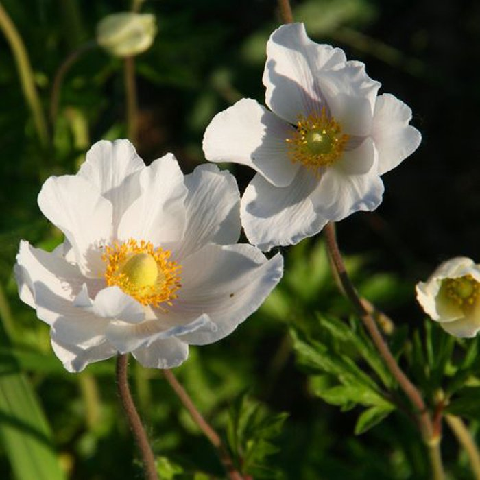 Превью изображения