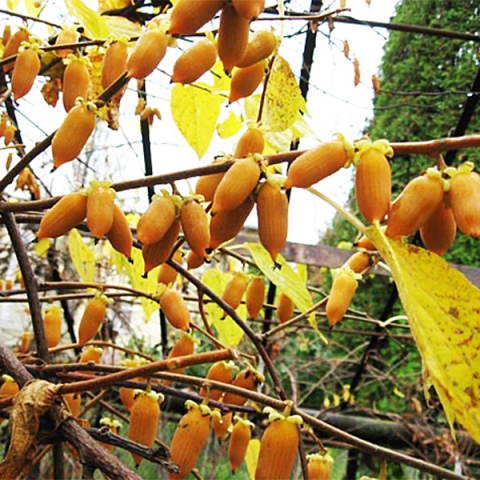 Превью изображения