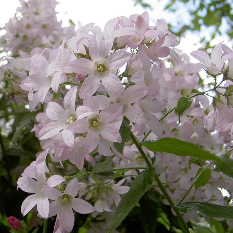 Превью изображения