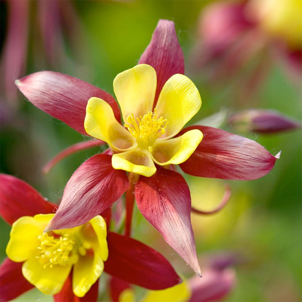 Превью изображения