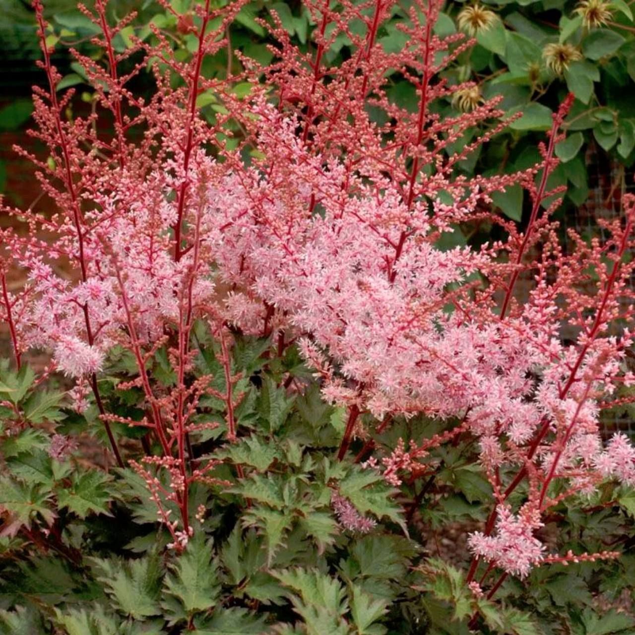 Превью изображения