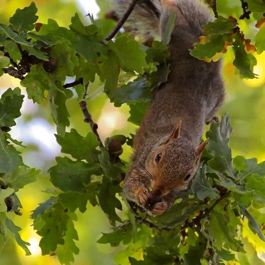 Превью изображения