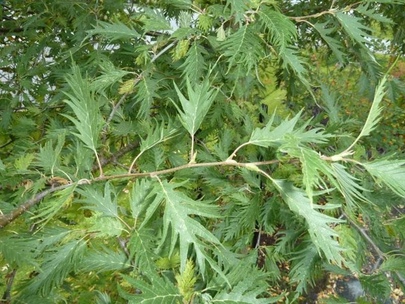 Превью изображения