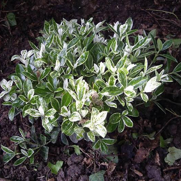 Превью изображения