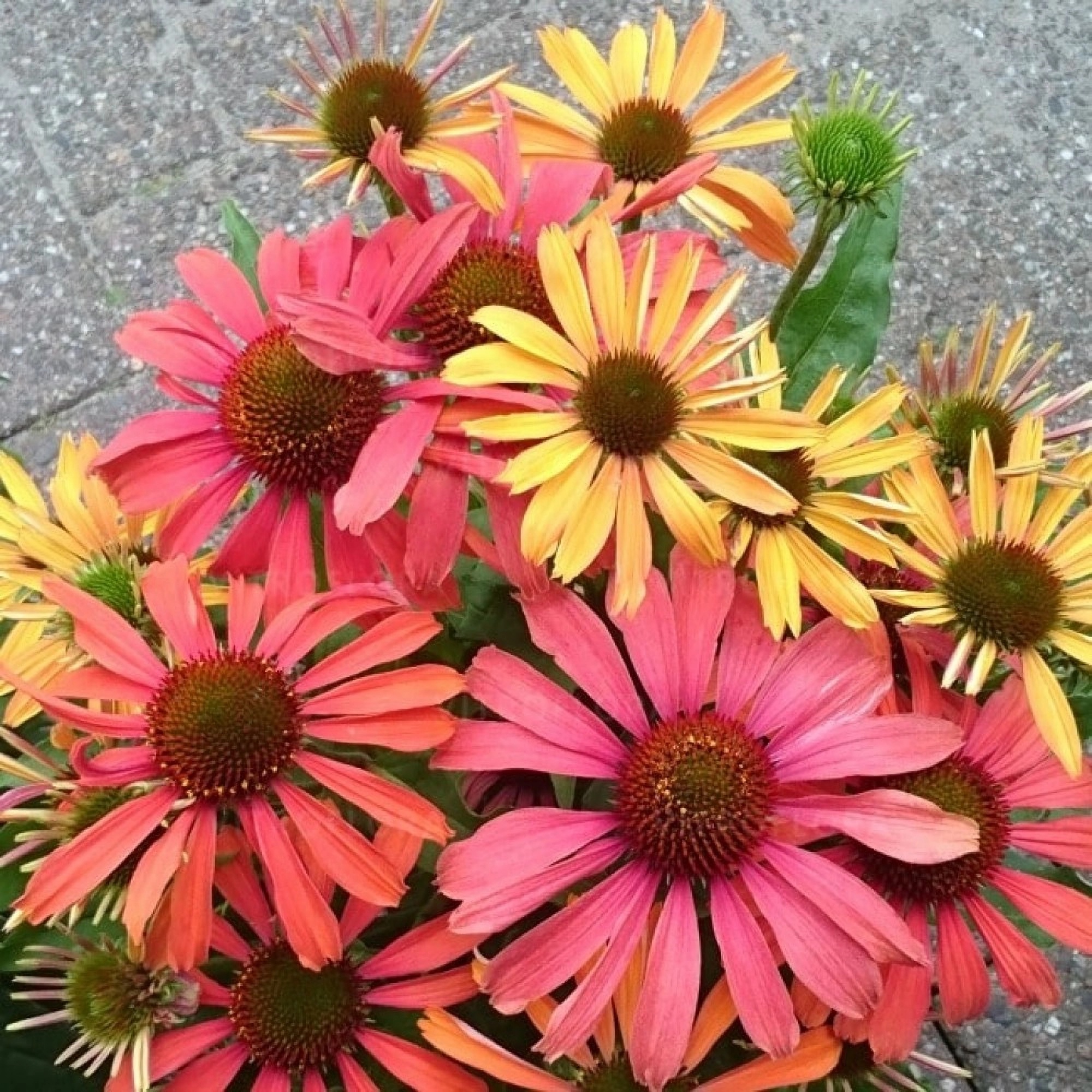 Превью изображения