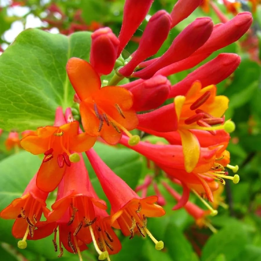 Превью изображения