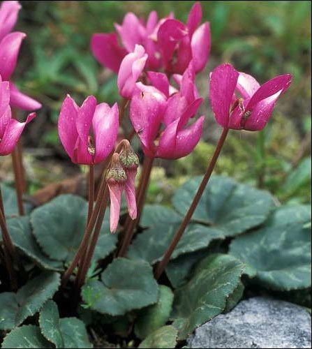 Превью изображения