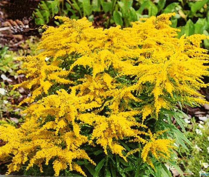 Превью изображения